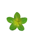 Hawaiian Flower Clip - Tropical