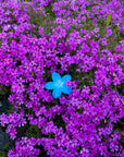 Hawaiian Flower Clip - Pacific Breeze