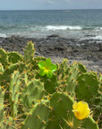 Hawaiian Flower Clip - Tropical