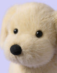Golden Puppy